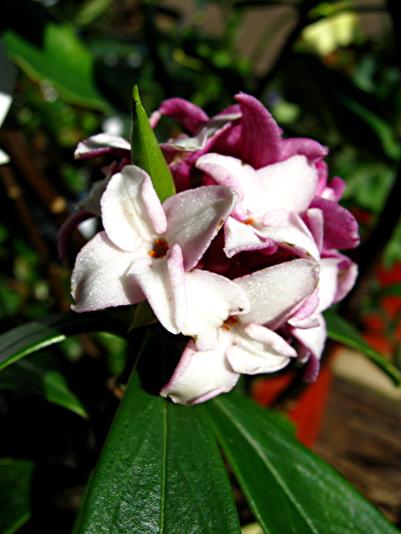 winter daphne flowers