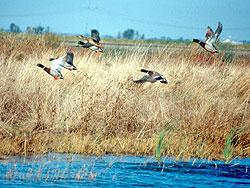 City of Davis Wetlands