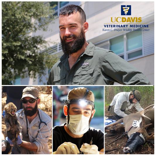 Dr Andrew Di Salvo wildlife veterinarian