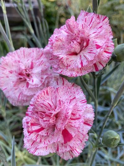 border carnation flowers