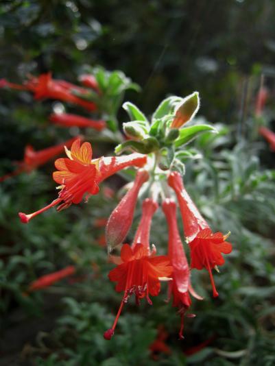 Epilobium flowers