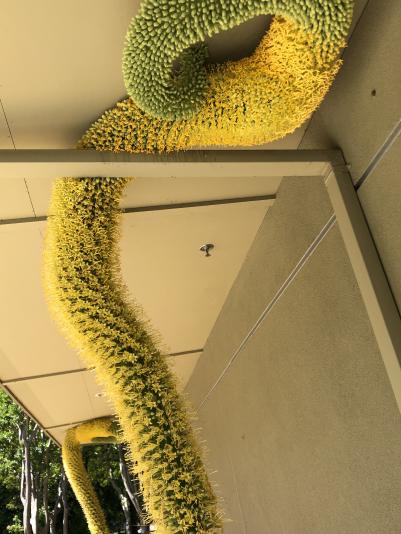 Octopus Agave