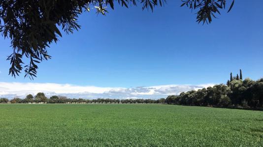 A field west of Davis