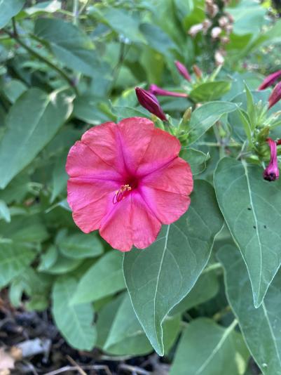 flower of a four o clock