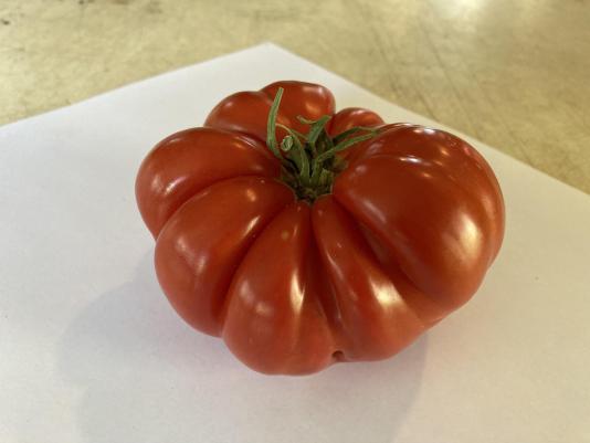 tomato fruit