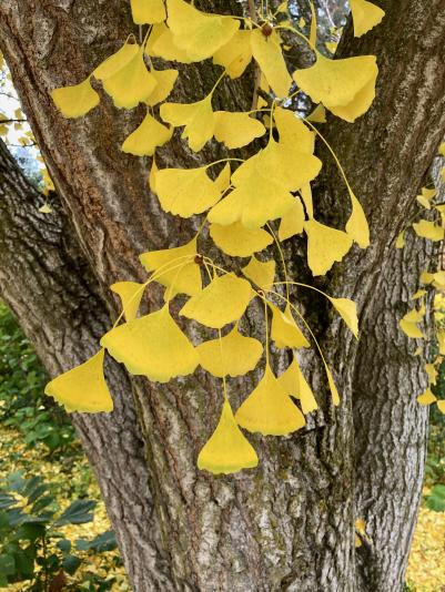 ginkgo leaves