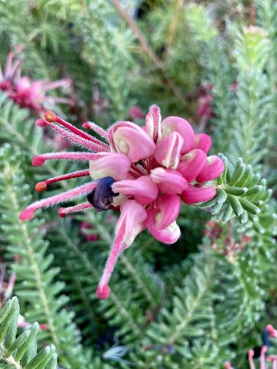 Grevillea Mt Tamboritha flowers