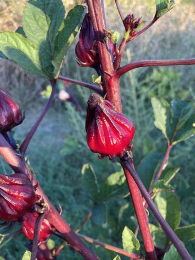 hibiscus grown for tea