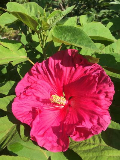 Hardy hibiscus flower