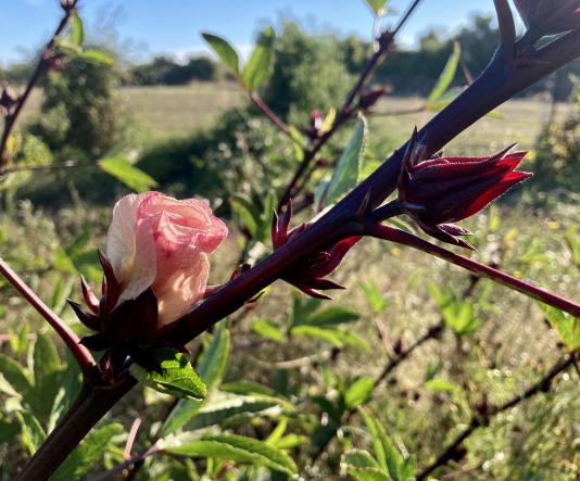 Hibiscus species used for tea