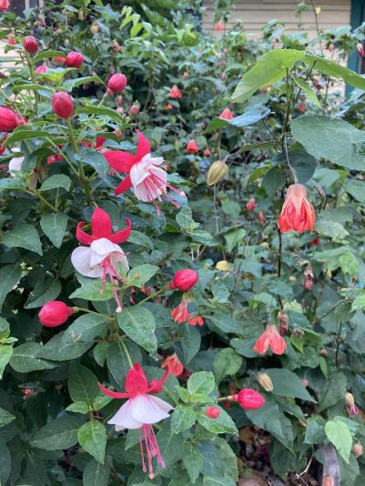 flowers of fuchsia and abutilon