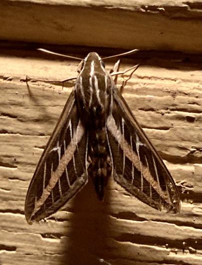 sphinx moth