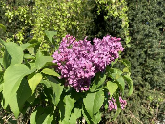 Lilac flowers