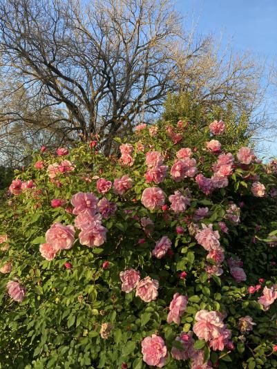 Rose Maman Cochet 19th century tea rose