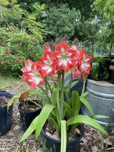 Dutch amaryllis flowers