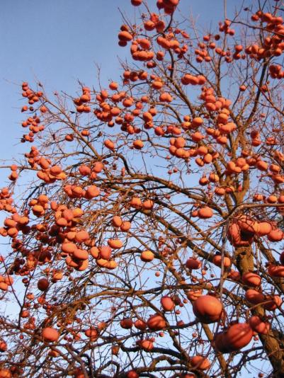 Persimmon tree with lots of fruit