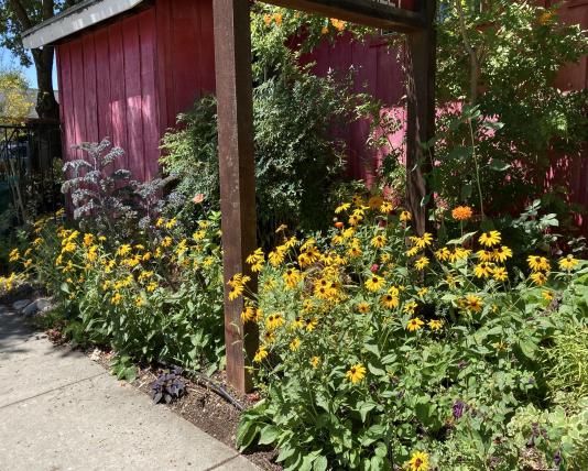 Rudbeckia fulgens Goldsturm
