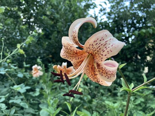 Tiger lily