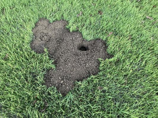 gopher mound in turf