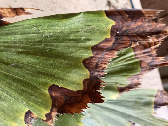 fishtail palm leaves with drought stress