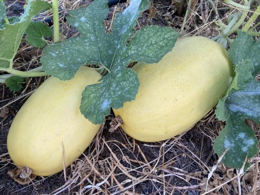 mildew on squash leaves