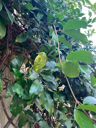 yellowing leaves on a vine