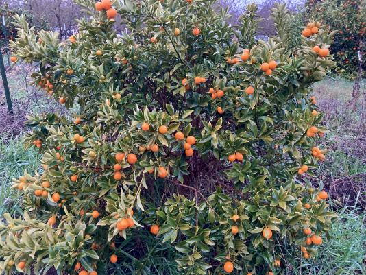 Meiwa Kumquat tree with fruit