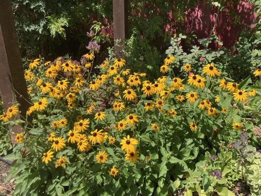 flowers of brown eyed susan plant