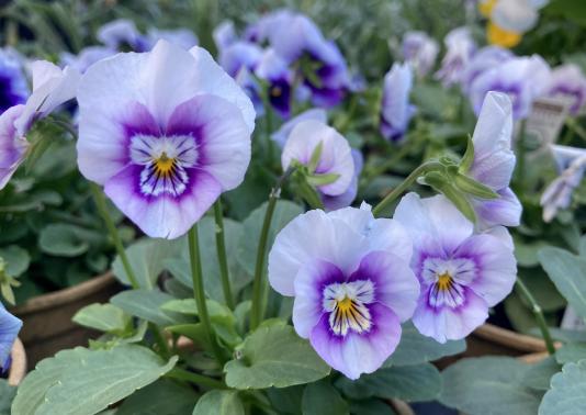 Viola flowers