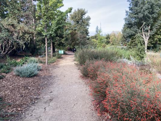 California fuchsia in bloom