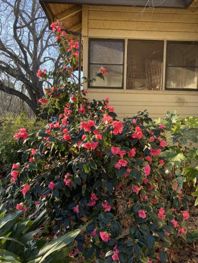 Camellia bush in flower