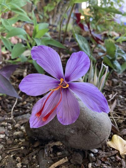 Saffron crocus flowers