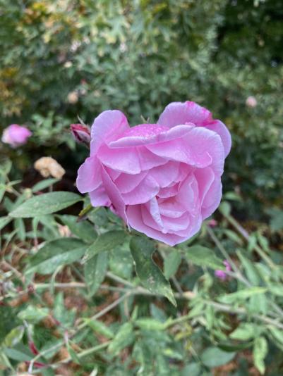 Rose variety Old Blush