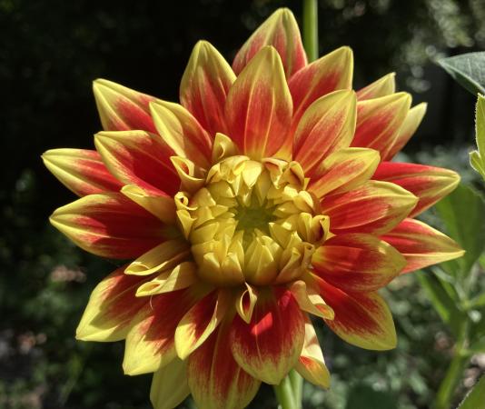 dahlia flower