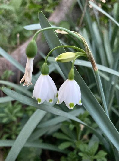 Leucojum flowers