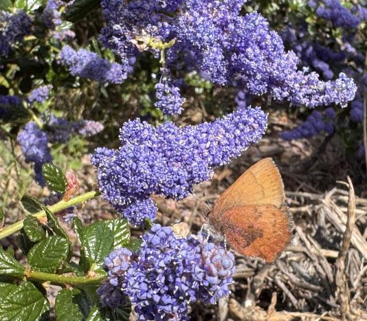 Brown Elfin Butterfly on Ceanothus 'Frosty Blue'. Photo by N. Kapellas.