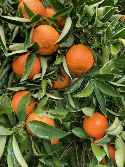 Clementine mandarin fruit