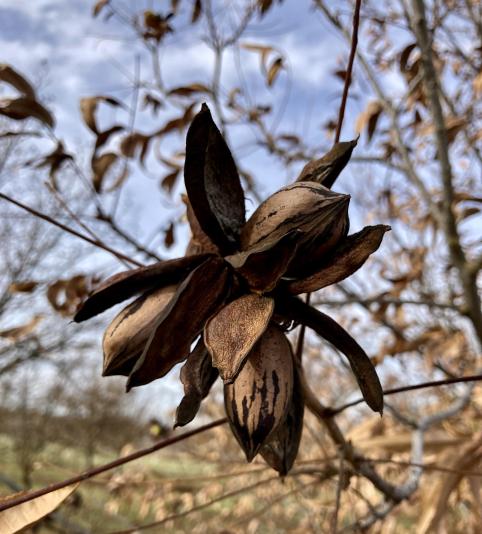 pecans 