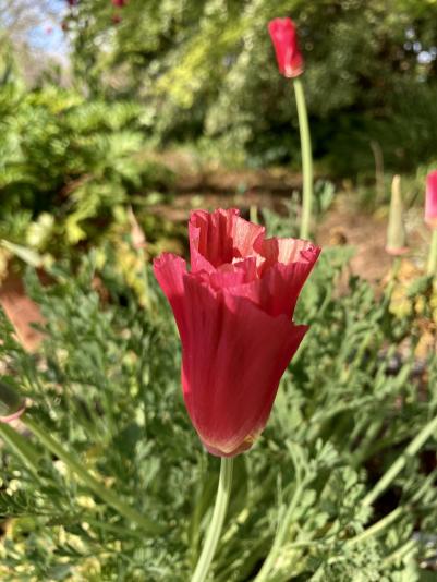 California poppy