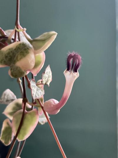 flower of a rosary vine