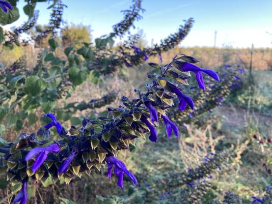 flowers of a salvia plant