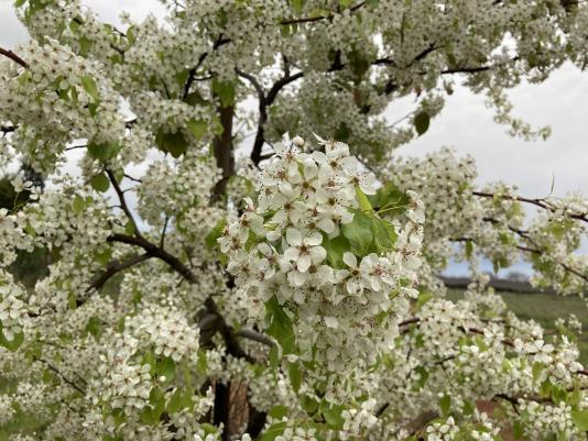 flowering pear blossoms