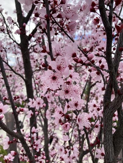 Krauter Vesuvius plum tree flowering