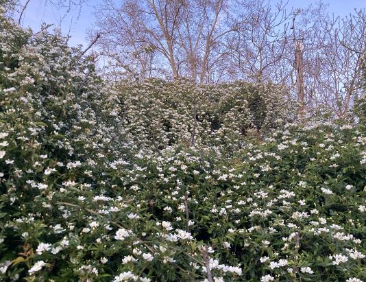 Lady Banks rose in bloom