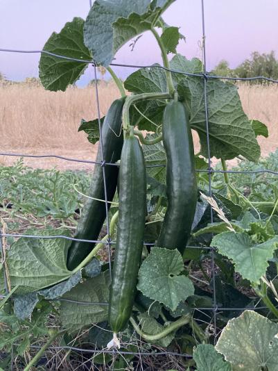 cucumbers