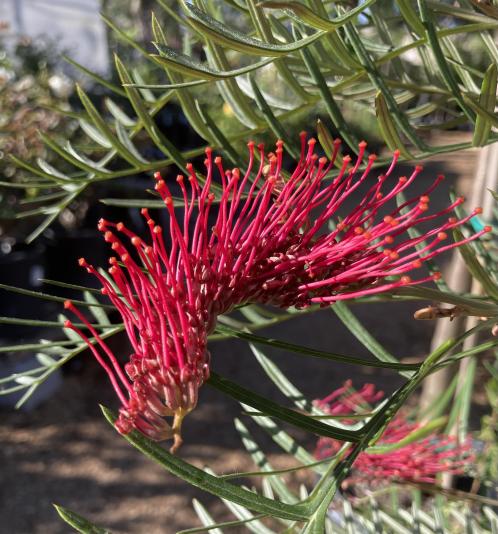 Grevillea Red Hooks flowers