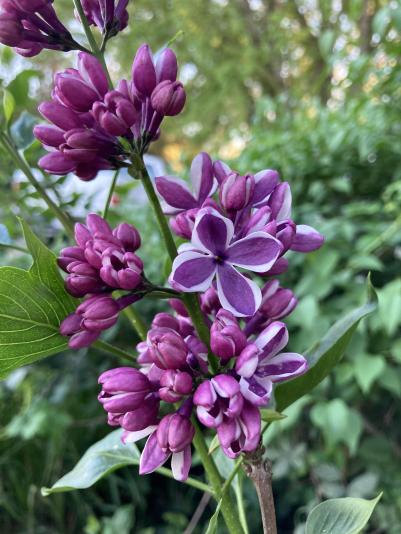 French hybrid lilac called Sensation