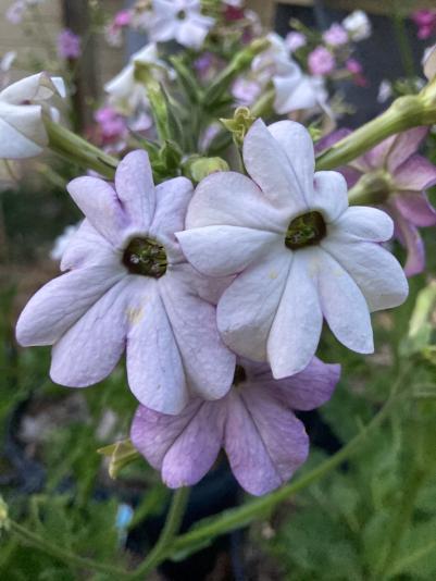 Nicotiana flowers