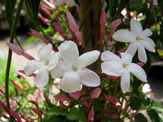 flowers of Jasminum polyanthum