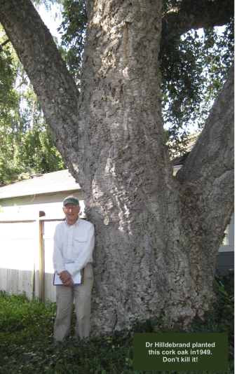 Cork Oak & Dr Milton Hildebrand